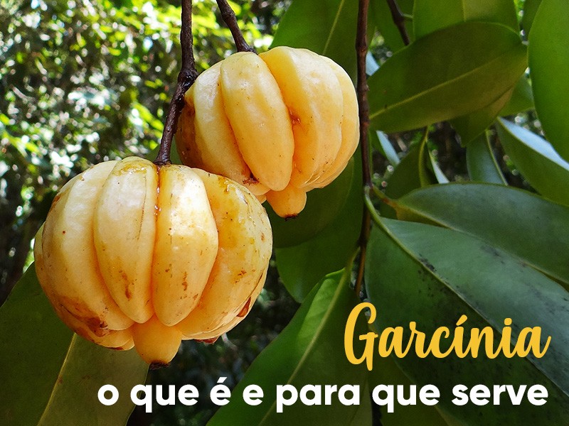 Garcnia: O que  e para que serve